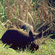 A feral hog at Merritt Island National Wildlife Refuge standing in tall grass.